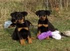 Zaregistrujte Beauceron �t��ata k adopci