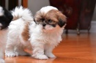  mini �t��ata Shih-Tzu