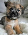 Border terrier  �t��ata  dispozici mu� a �ena