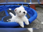 mini West Highland Terrier  �t��ata ochotn� m�t nov� domovy