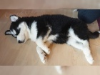  �t���tka sibi�sk�ho husky pro adopci. kontakt pro v�ce informac� a obr�zk�