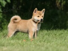  Shiba Inus pro nov� domovy k adopci