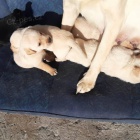 k dispozici �t��ata labradora.