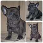 Hezk� francouzsk� buldo�ek �t��ata dnes k dispozici