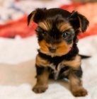 Jork��rsk� teri�r �t��ata(MINI TOY)