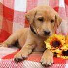 �t��ata labradora k dispozici, pros�m kontaktujte alosite sv� Whatsapp ��slo ...