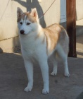 Sibi�sk� husky