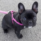 A gift for French bulldog puppies, for free adoption all puppies are healthy ... Show ad detail ...