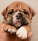 Kontinent�ln� buldok Continental bulldog