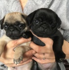 Mops �t��ata k dispozici