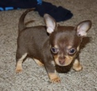 �ivava �t��ata