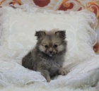 Pomo�ansk� �t��ata