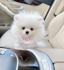 d�rek �t���tek pomenari, pro bezplatnou adopci, v�echna �t��ata jsou zdrav� a p�ich�zej� s rodokmenem, o�kovan�, od�erven� a mikro�ipov�. prodlou��te hygienick� z�ruky. jsou to mu�i a �eny.Kontaktujte pomoc� m�ho e-mailu a s va��m ��slem Whatsapp ...