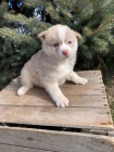 �t��ata pomsky k dispozici, pros�m, kontaktujte pod�l sv�ho WhatsApp ��sla.