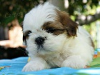 �t��ata shih tzu jsou k dispozici, pros�m kontaktujte vedle va�eho ��sla WhatsApp ..