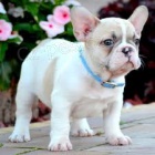 d�rek pro francouzsk�ho buldoka, pro bezplatnou adopci jsou v�echna �t��ata zdrav� a p�ich�zej� s rodokmenem, o�kovan�, bez k��e a bez mikro�ip�. roz���it hygienick� z�ruky. jsou pro mu�e a �eny. Kontaktujte m� e-mailem a ulo�te ��slo Whats