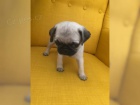  Mops �t��ata