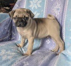 rozko�n� mops �t��ata �t��ata