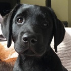 roztomil� �t��ata labradora