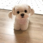 roztomil� maltsk� �t��ata