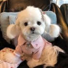 roztomil� maltsk� �t��ata