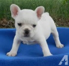 ��asn� �t��ata francouzsk�ho buldo�ka