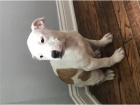 Kr�sn� americk� �t�n� pitbul b�k pro adopci