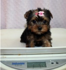 jork��rsk� teri�r