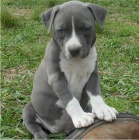 Kr�sn� americk� staford��rsk� teri�r �t�n� k adopci