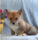 Kr�sn� �t�n� Corgi k adopci