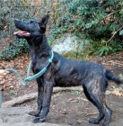 Kr�sn� �t�n� holandsk�ho ov��ka k adopci