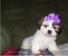 Kr�sn� �t�n� Lhasa Apso k adopci