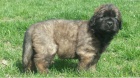 Kr�sn� �t���tka Leonberger� k adopci.
