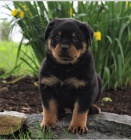 Kr�sn� �t���tka rotvajler� k adopci.