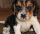Kr�sn� �t�n� Beagle k adopci.