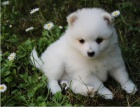 Kr�sn� japonsk� �t���tka pro adopci.