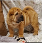 Kr�sn� �t���tka Shar-Pei k adopci.