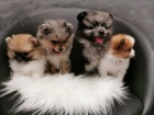 Pomeranian �t��ata jsou nyn� k dispozici
