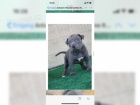 Americk� pitbulteri�r pro nov� domyi