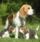 �t��ata  beagle, zoufale pot�ebuj�c� nov� domovy, ne na prodej, ��astn� nov� rok.