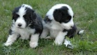�t��ata Bearded Collies samci a samice