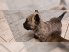 Cairn Terrier k p�ijet� nyn�