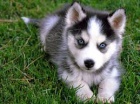 modr� o�i �t���tka sibi�sk�ho husky pro adopci. kontakt pro v�ce informac� a obr�zk�