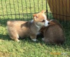 Welsh Pembroke corgi tri barevn� t. Byli vychov�ni v na�em dom� spolu se svou matkou a t�tou. s certifik�tem 5 generace, od�erven� o�kov�n� a mikro�ip