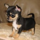 �t��ata civava zoufale tou�� po nov�ch rodi��ch