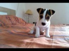 �t��ata Jack Russell Terrier zoufale tou�� po nov�ch rodi��ch