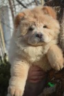 Chow chow    , z�znamy veterin��e a 1yr z�ruka genetick�ho zdrav�.