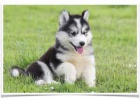 �t���tka sibi�sk�ho husky pro adopci. kontakt pro v�ce informac� a obr�zk�