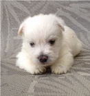 Kr�sn� �t���tka Africanis k adopci.