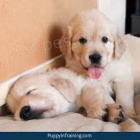 hrav� a zdrav� �t��ata zlat�ho retr�vra